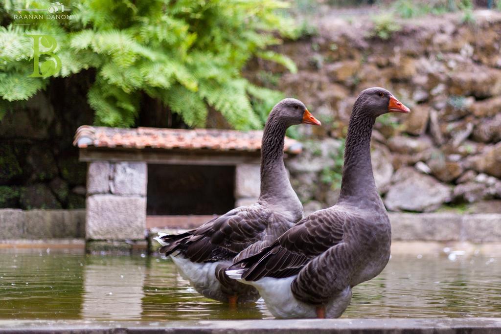 Quinta Da Bouca - Agroturismo Pacos de Gaiolo Zimmer foto